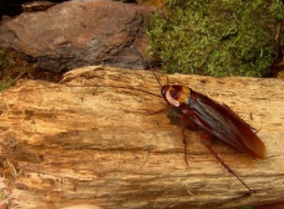 基于基因组学和肽组学的美国蟑螂中保守和新型神经肽的发现 中网时尚,stylechina.com