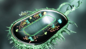 来自不同地形的蛇物种在成功获得成功后放弃了表面秘密 中网时尚,stylechina.com