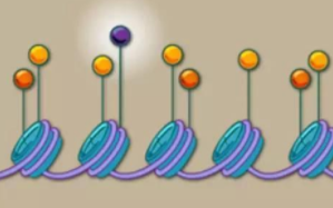 研究人员已经完成了人类基因组中与癌症相关的组蛋白突变的综合分析 中网时尚,stylechina.com