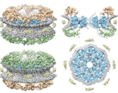 研究人员开发了一种定量单分子共定位分析的新方法 中网时尚,stylechina.com