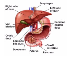 有关单个人体器官中基因产生的蛋白质的最大数据收集 中网时尚,stylechina.com