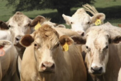 Catnip是一种以不可抗拒的力量吸引家猫的植物，可以有效地抑制驱赶马和牛的吸血蝇 中网时尚,stylechina.com