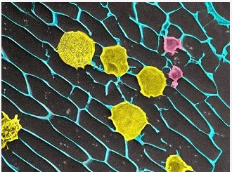 《自然》子刊!浙江大学药学院顾臻团队开发“细胞仓库”,助力CAR-T治疗实体肿瘤 中网时尚,stylechina.com