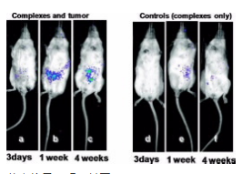 转基因蜘蛛丝可以帮助克服在日常医学中使用基因治疗的主要障碍 中网时尚,stylechina.com