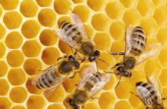 女王蜂还是工蜂？对著名的蜜蜂社会种姓制度的新见解 中网时尚,stylechina.com