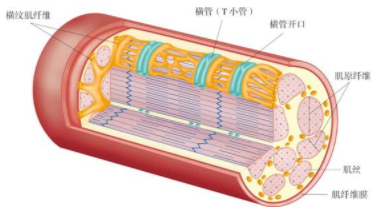 肌肉是最大的器官，占体重的40％，在维持我们的生活中起着至关重要的作用 中网时尚,stylechina.com