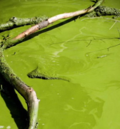 暴露于微囊藻毒素-LR和微囊藻的幼虫斑马鱼的全球基因表达谱揭示了蓝细菌的内分泌干扰作用 中网时尚,stylechina.com