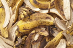 香蕉皮用于固相萃取河水中的铜和铅:水果废水中的金属离子预富集 中网时尚,stylechina.com