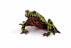 巨型火蟾蜍的大脑充满强大的细菌战斗机 中网时尚,stylechina.com