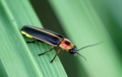 化学修饰的萤火虫萤光素酶是近红外的有效来源 中网时尚,stylechina.com
