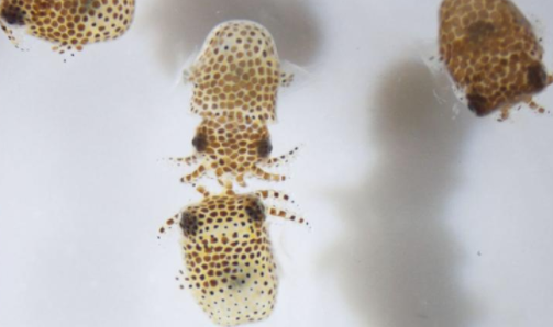 SpaceX 发射小鱿鱼和水熊 中网时尚,stylechina.com