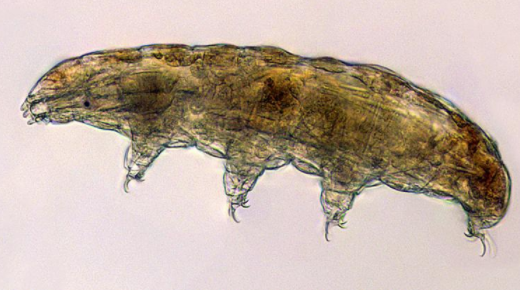 SpaceX 发射小鱿鱼和水熊 中网时尚,stylechina.com