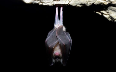 科学家说，对蝙蝠进行基因改造可以预防下一次大流行 中网时尚,stylechina.com