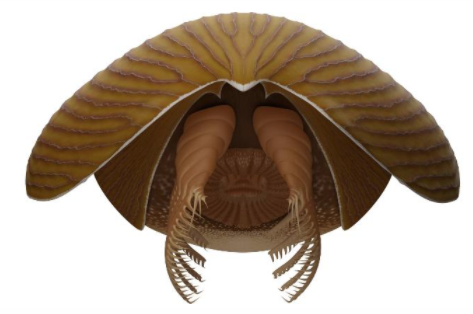 5亿年前,巨大的“游泳头”生物生活在我们的海洋中 中网时尚,stylechina.com