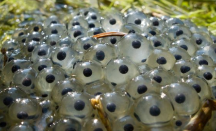 科学家如何将青蛙胚胎变成活的、自我复制的机器人 中网时尚,stylechina.com