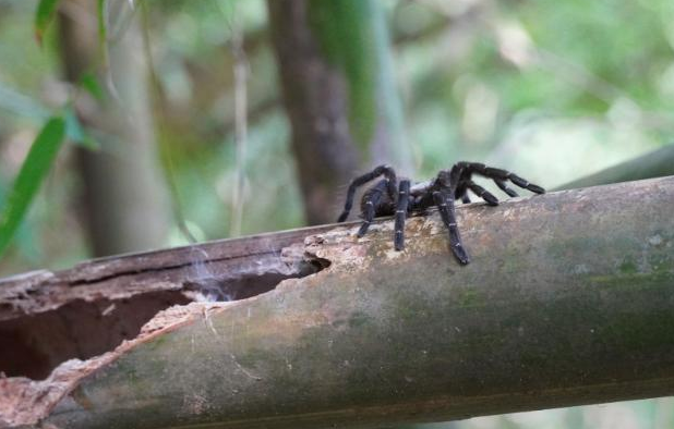 泰国 YouTube 明星发现了一种新的狼蛛 中网时尚,stylechina.com